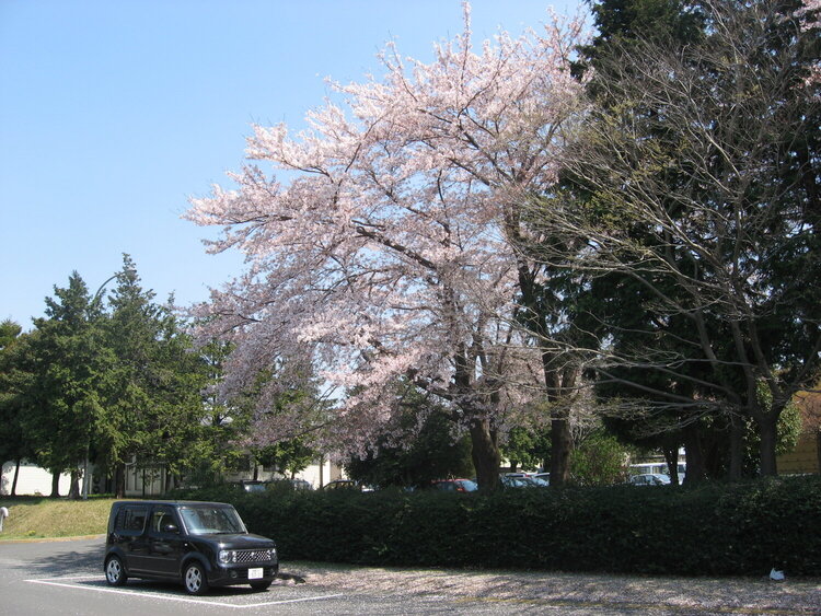 cherry blossom 2008