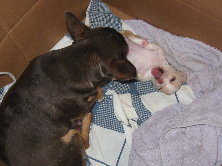 Willow getting a tummy wash, no idea about that face, lol!