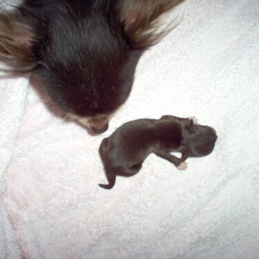 Baby WaWa, so tiny!