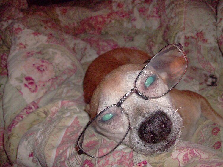 Even dogs need reading glasses when they get old!