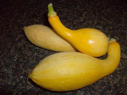 Squash before supper