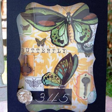 butterfly collector box
