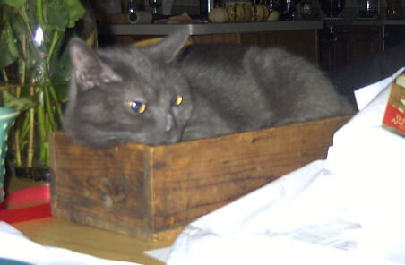 sabrina_in_a_box_small