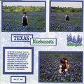 Texas bluebonnets R