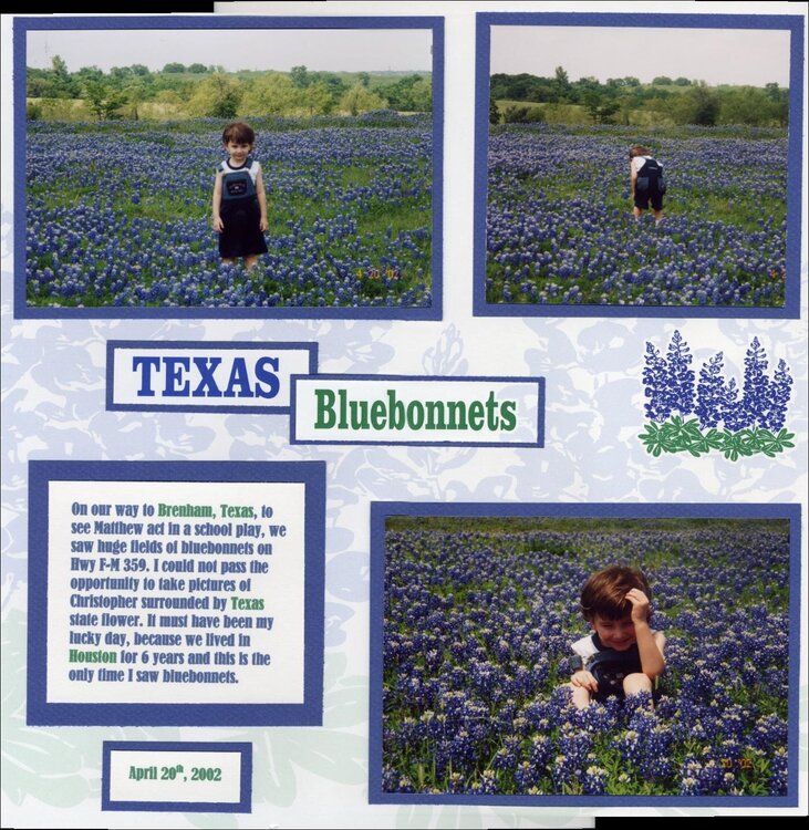 Texas bluebonnets R