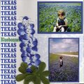 Texas bluebonnets L