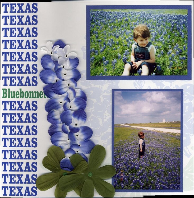 Texas bluebonnets L