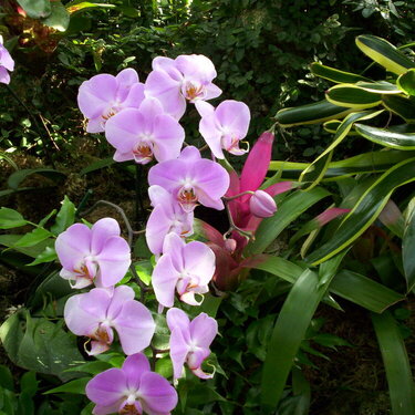 Orchids at Phipps