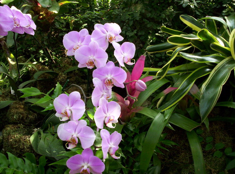 Orchids at Phipps