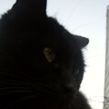 Black cat (7 pts)
