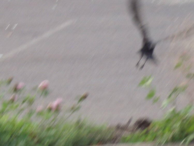 Black crow (6 pts)