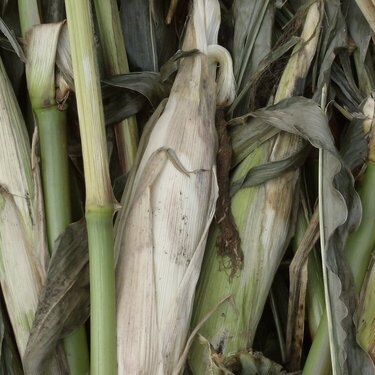 corn stalk