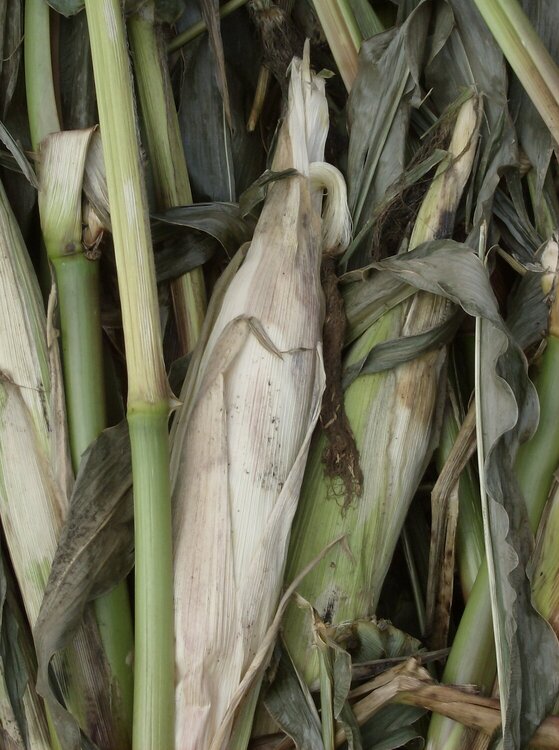 corn stalk