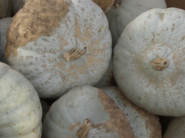 white pumpkins