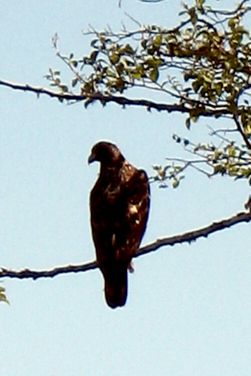 Young Eagle at Neah Bay