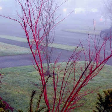January Photo A Day *Foggy Morning*