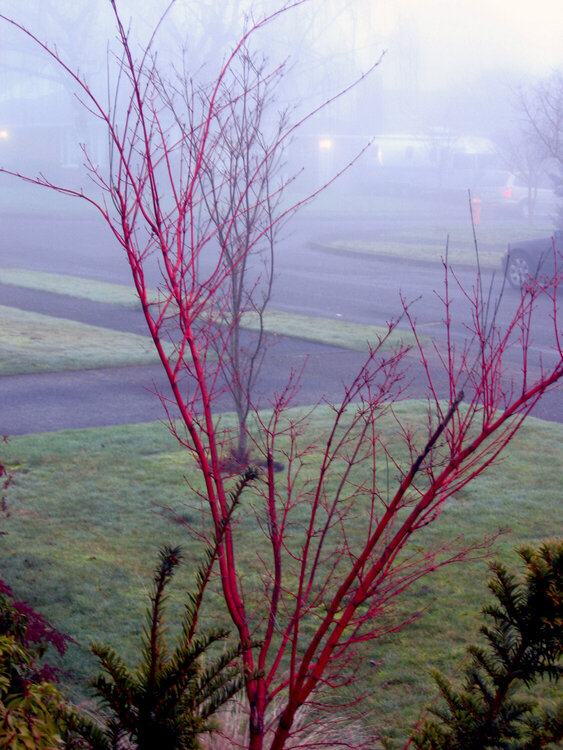 January Photo A Day *Foggy Morning*