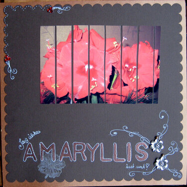 I love Amaryllis all over the year!