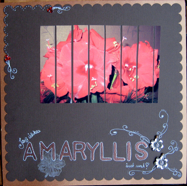 I love Amaryllis all over the year!