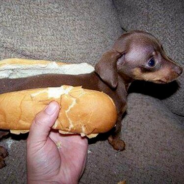 weenie dog!