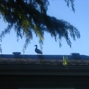 Duck on the roof