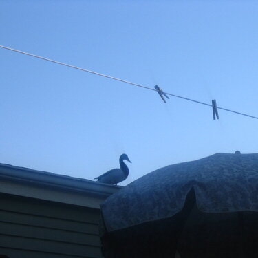 Duck on the roof!