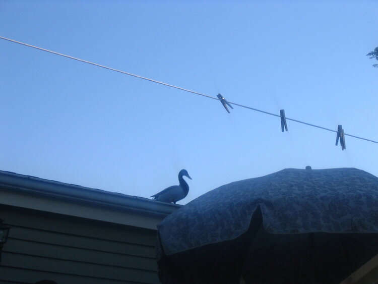 Duck on the roof!