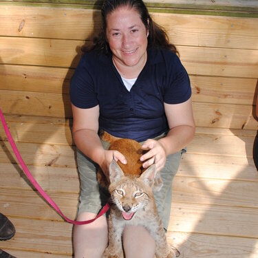 Baby lynx!!!