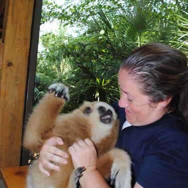 Talking to a gibbon