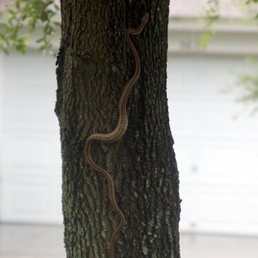 Snake in tree