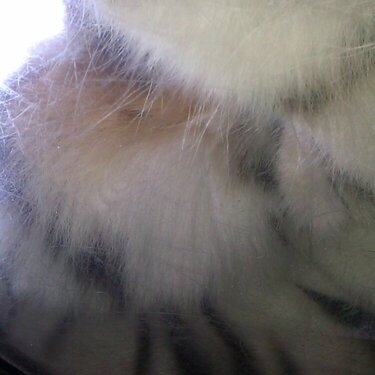 Close up of tiger