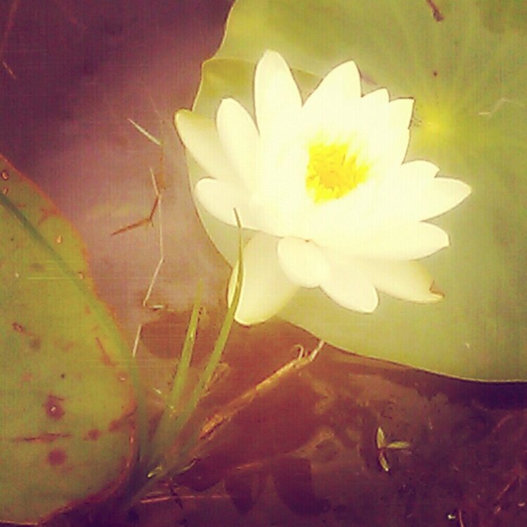 Water Lotus