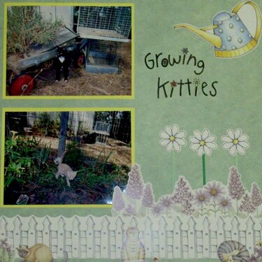 Growing Kitties