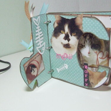 cat mini albumn