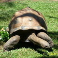 a big turtle