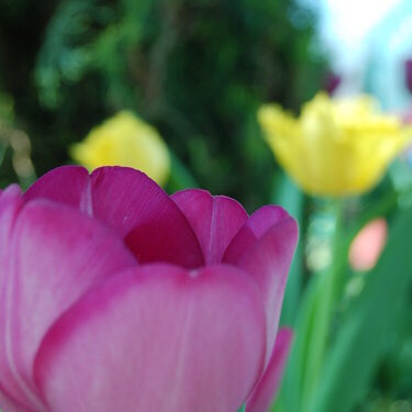 The Sunken Garden