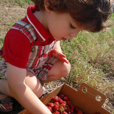 Strawberry Picking