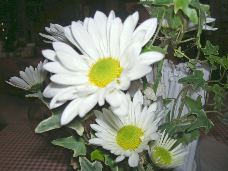 Daisys from my favorite restaurant