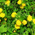 Butterfly Weed