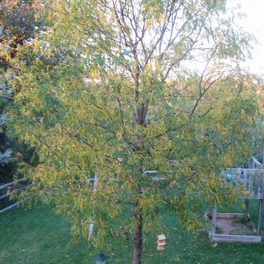 A Backyard Tree