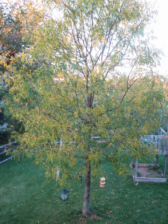 A Backyard Tree