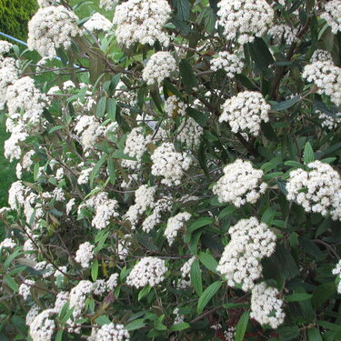 Another pic of the Viburnum Flowers