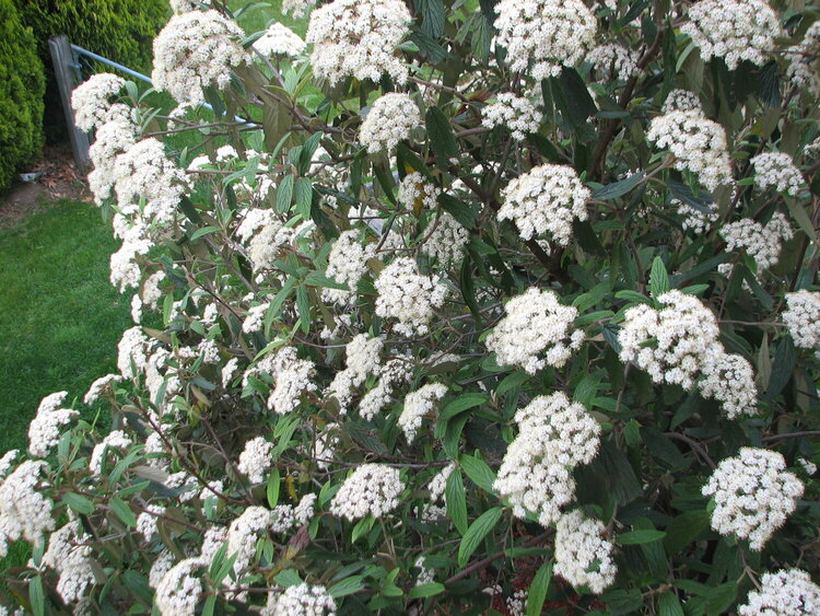 Another pic of the Viburnum Flowers