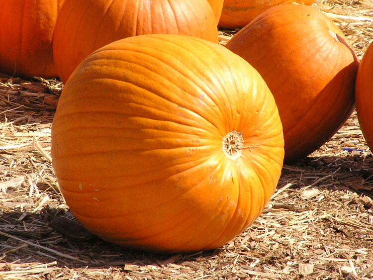 Pumpkin