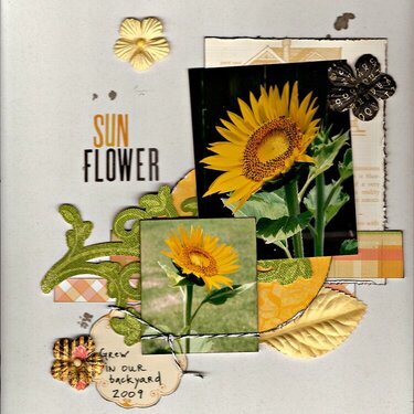 Sunflower-CS #234