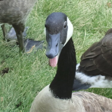 Ducks have tongues????