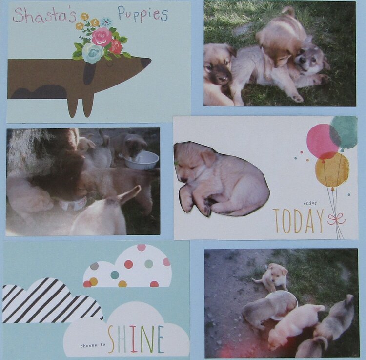 Shasta&#039;s Puppies