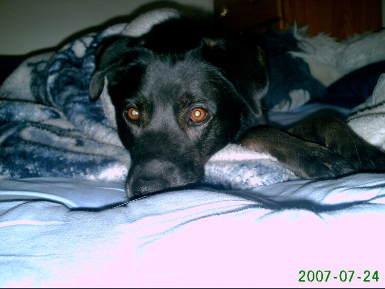 Marley on the bed