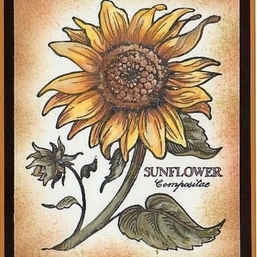 Sunflower  - WaterColored