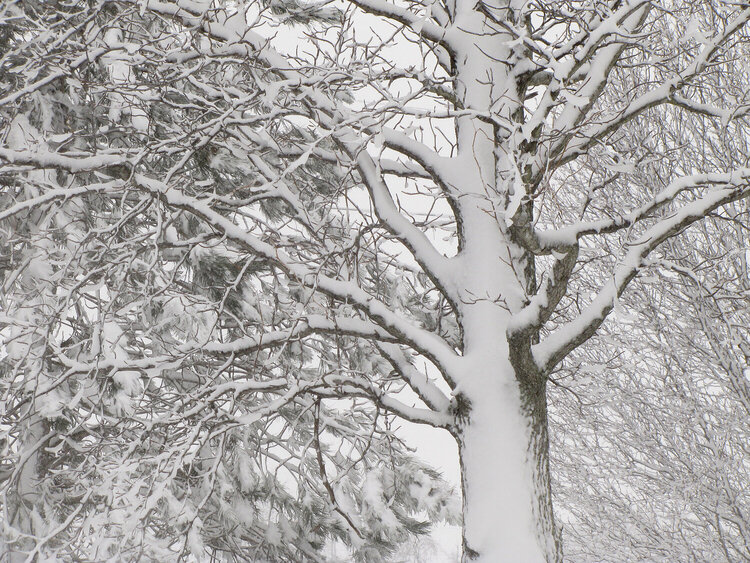 2010 FIRST PLACE WINNER (WINTER SCENE)